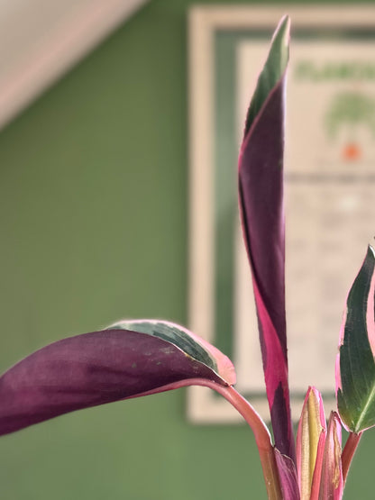 Calathea Triostar o Stromanthe Sanguínea S