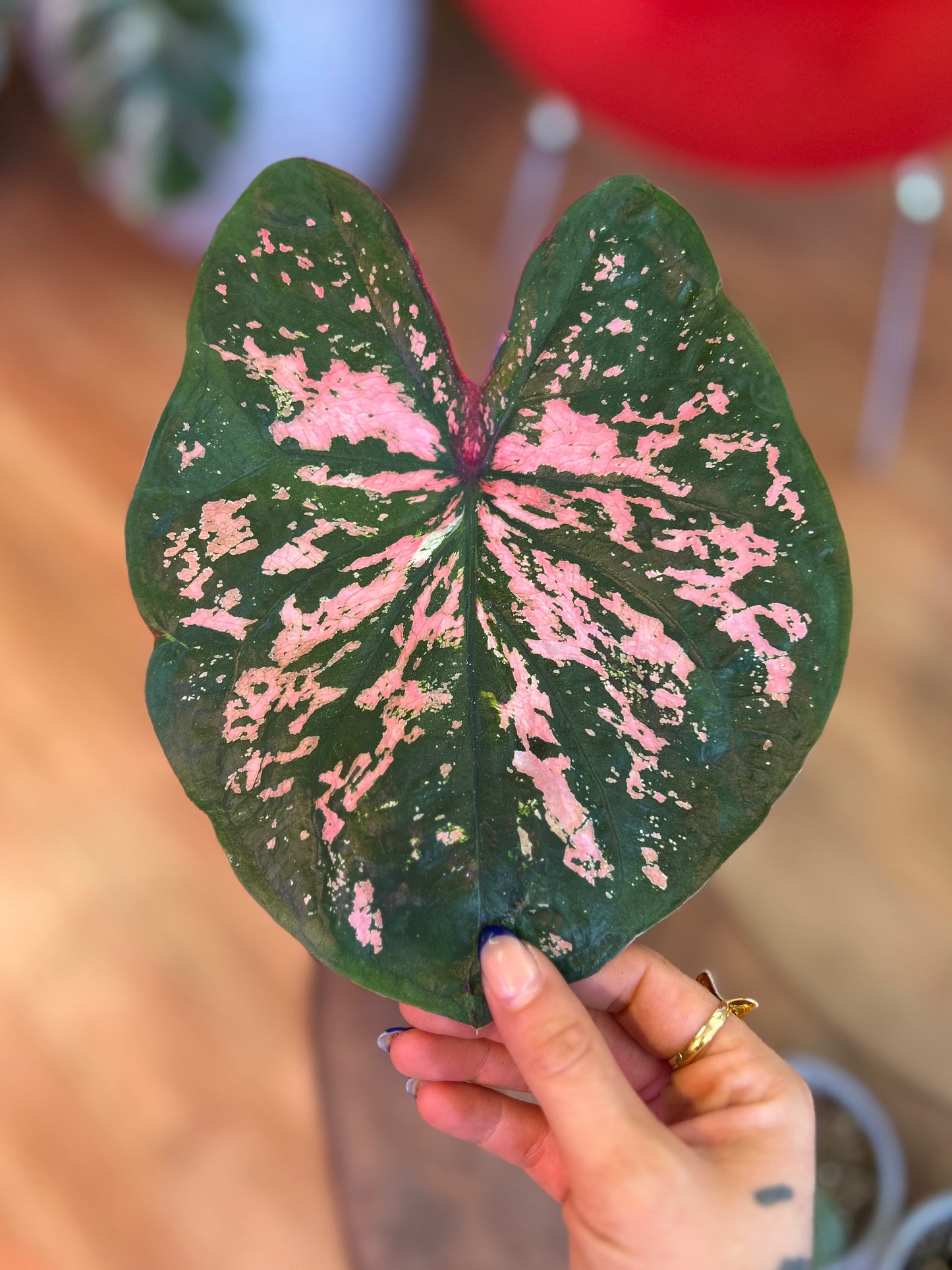 Caladium Pink Beauty