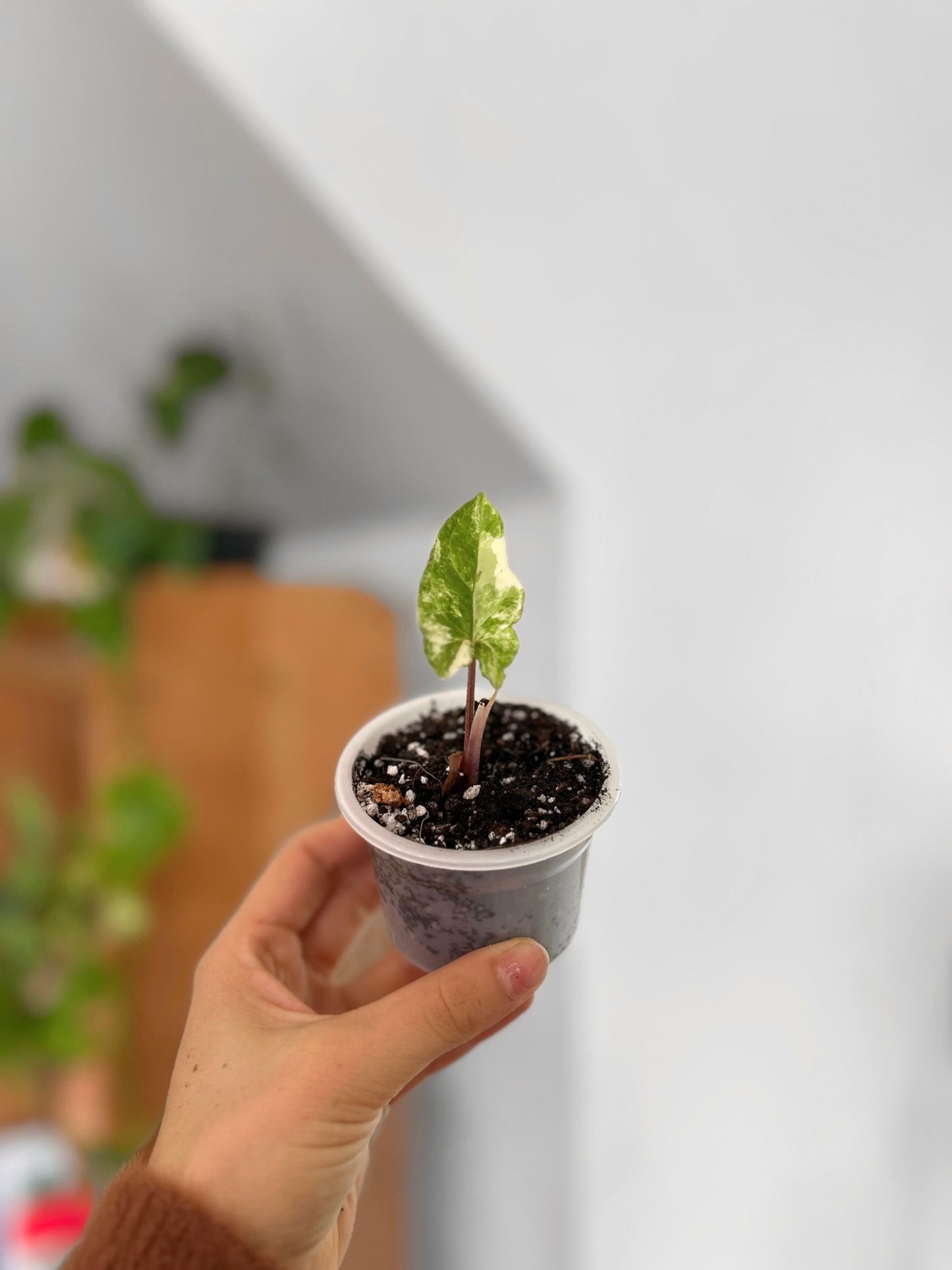 Plantín Singonio Variegado