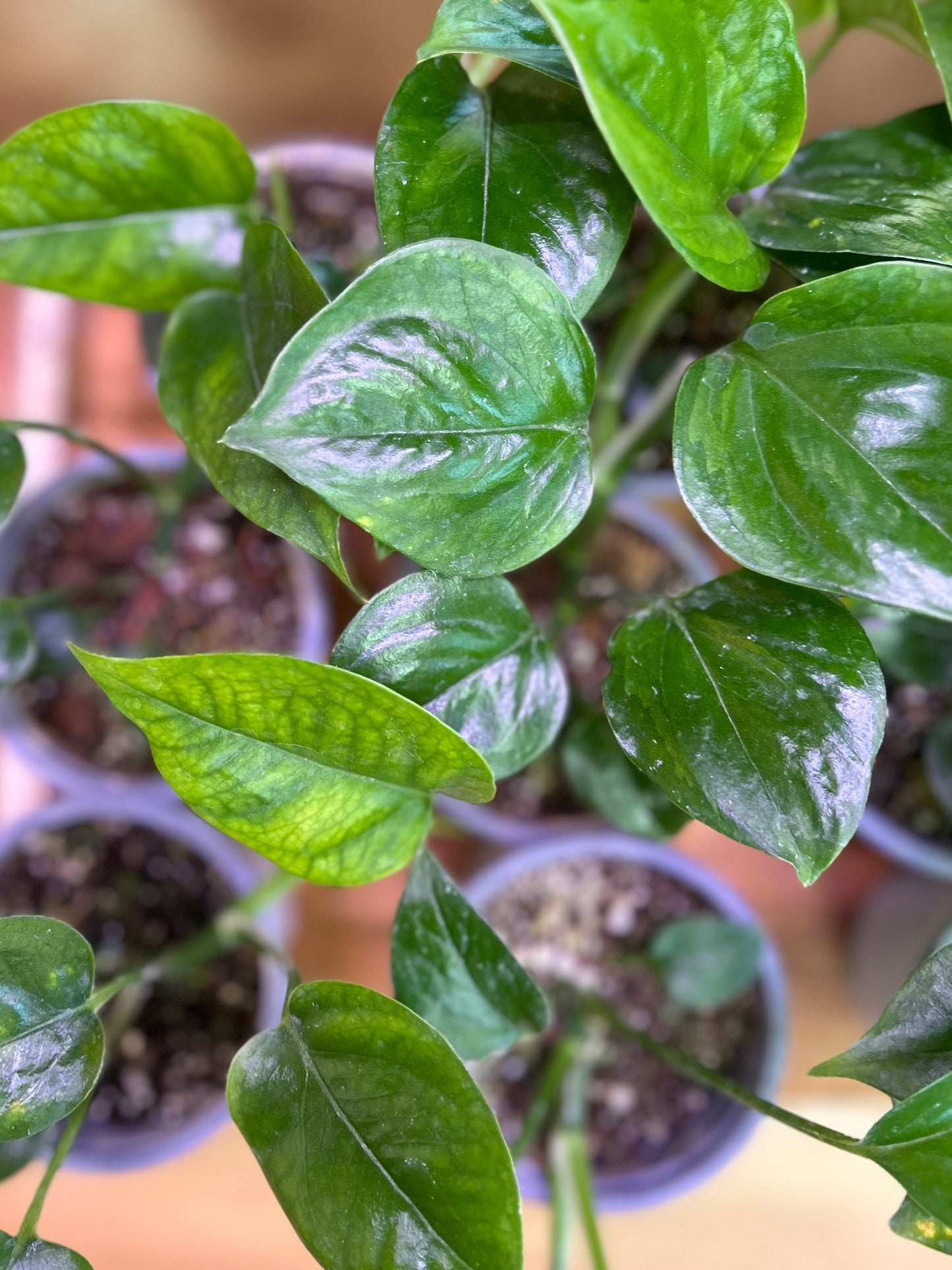 PotusJade o Epipremnum Aureum Jade