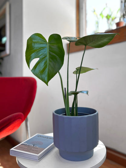 Monstera Deliciosa S