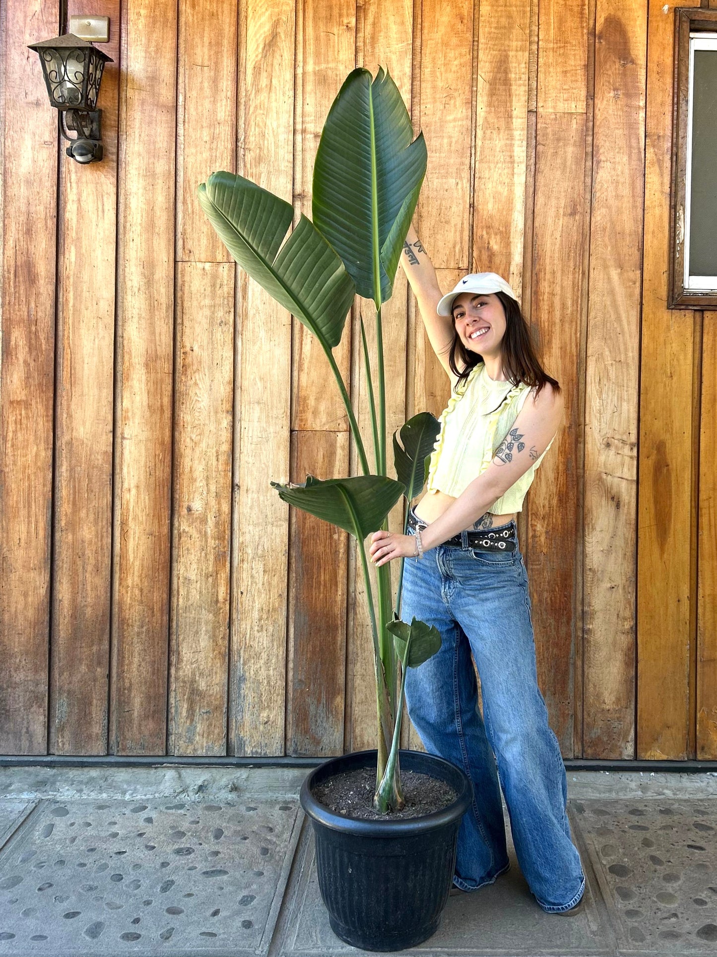 Strelitzia Nicolai - XL