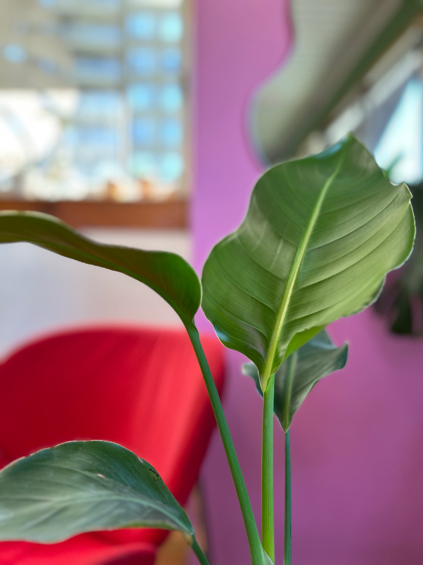 Strelitzia Nicolai - Ave Del Paraíso M