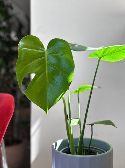 Monstera Deliciosa S