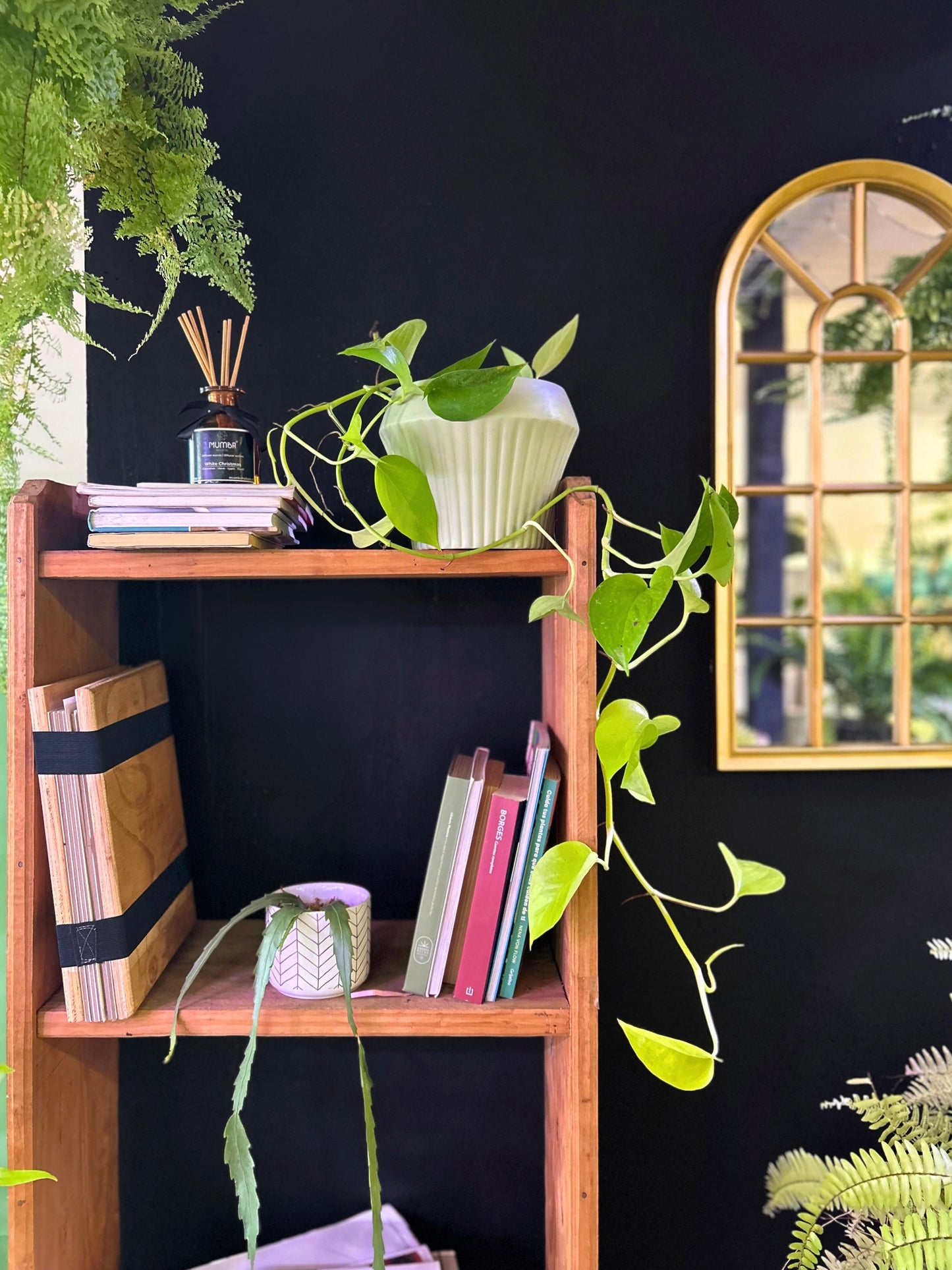 Epipremnum Neon o Potus Neon L