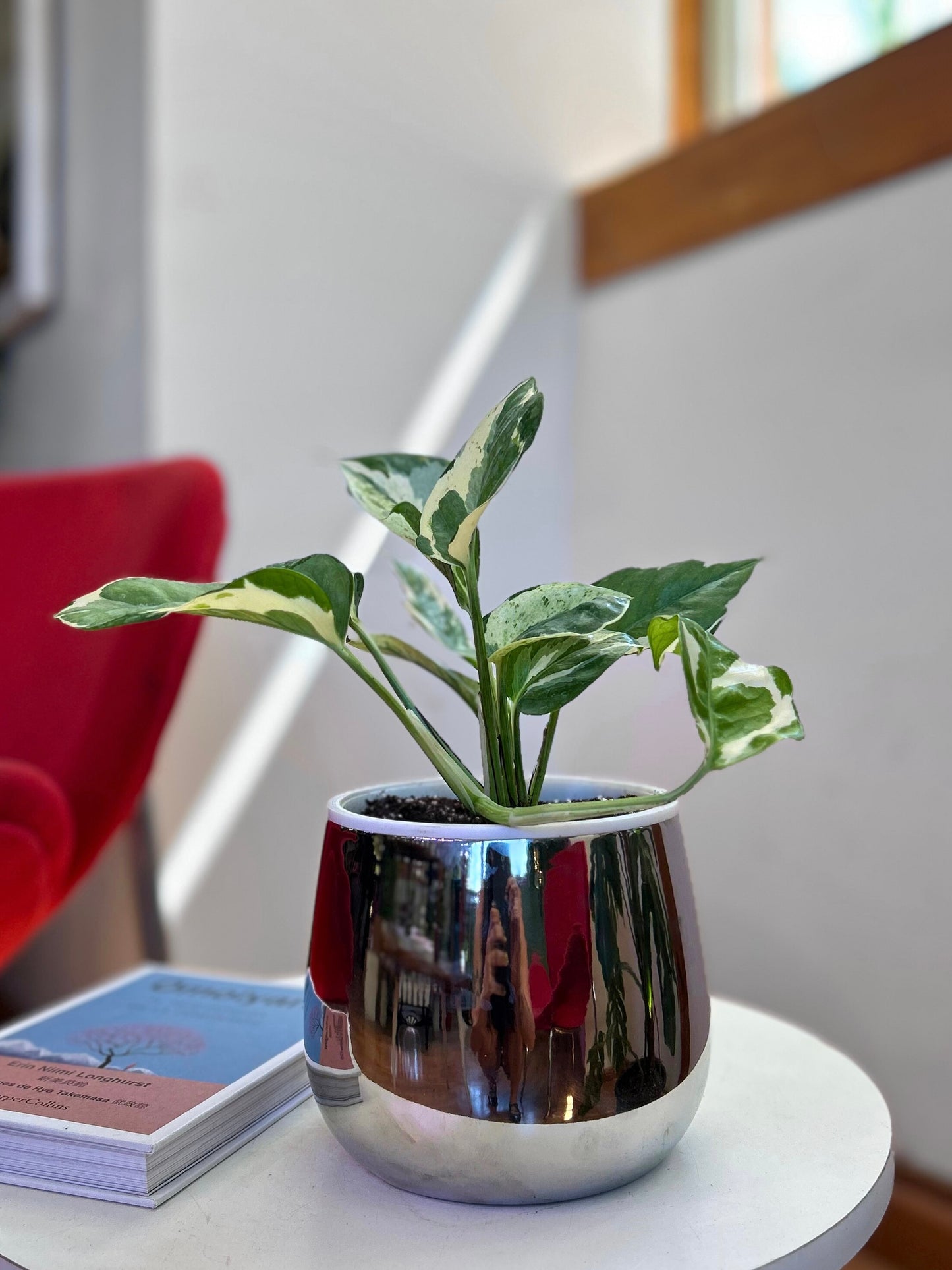 Potus Pearl & Jade o Epipremnum Pearl & Jade