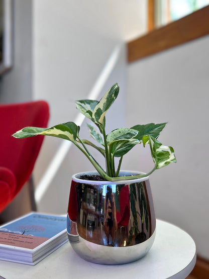 Potus Pearl & Jade o Epipremnum Pearl & Jade