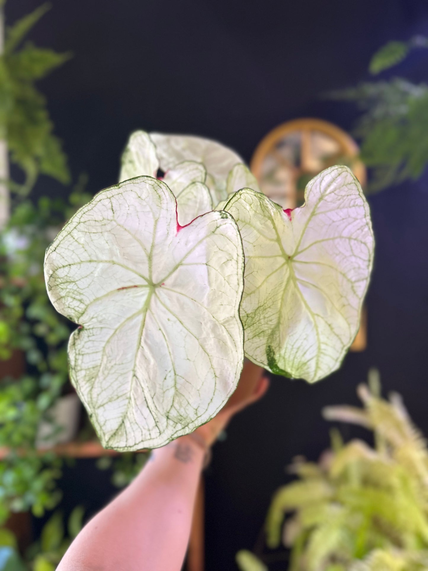 Caladium Moonlight