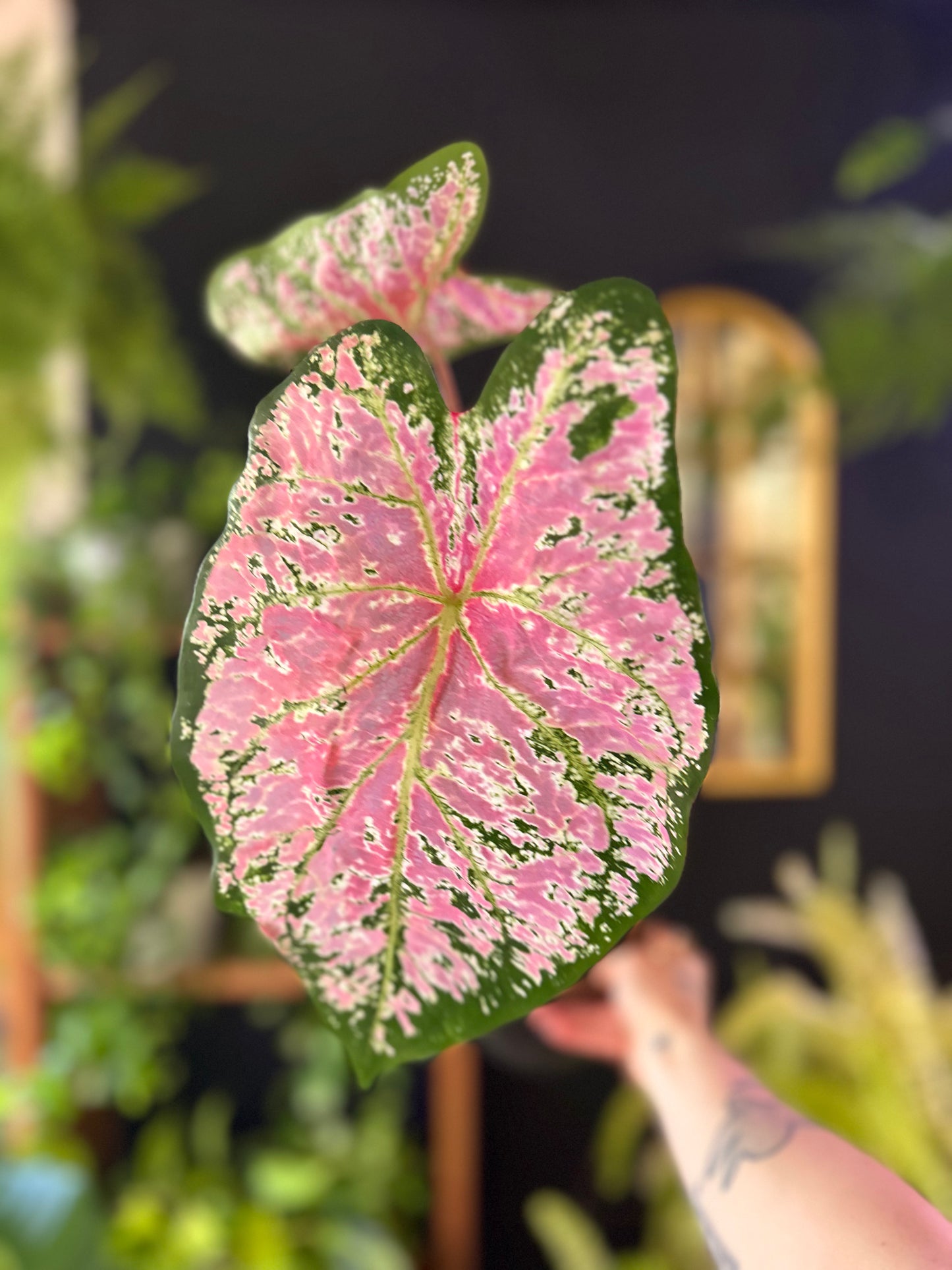 Caladium Ballet Slippers