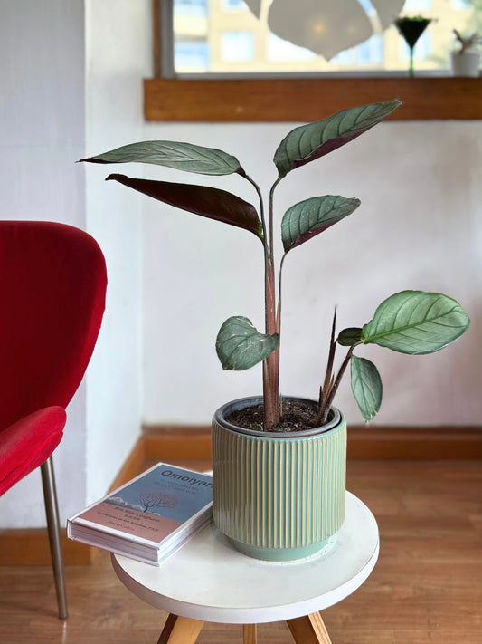 Ctenanthe Setosa Grey Star