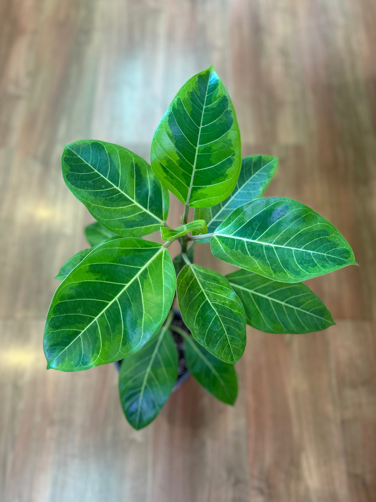 Gomero Altíssima Variegado M