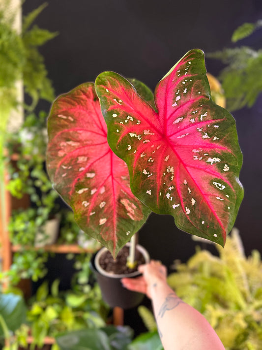 Caladium Carolyn Whorton
