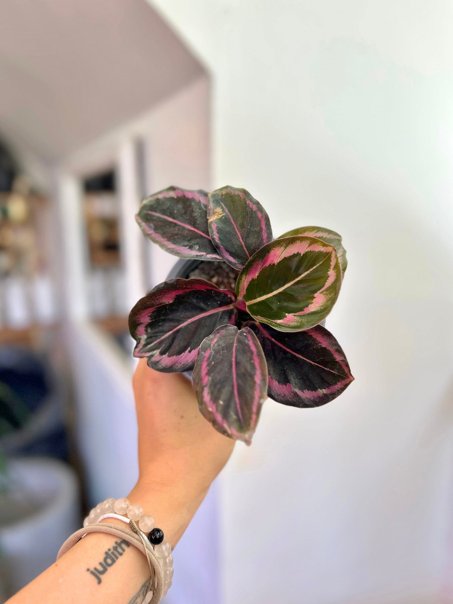 Calathea Red Mojo