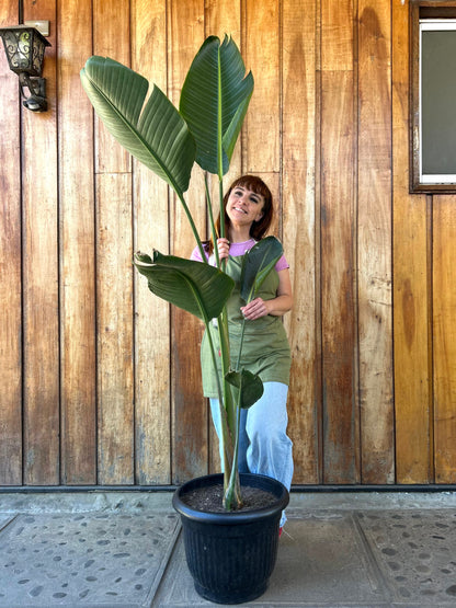 Strelitzia Nicolai - XL