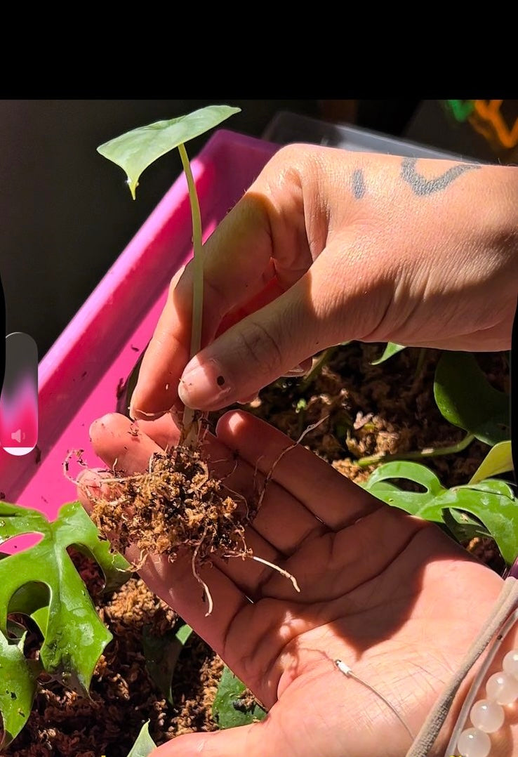 Taller de propagación de plantas 🪴