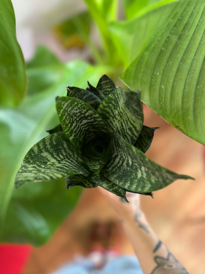 Sansevieria Compacta Green Hahnii