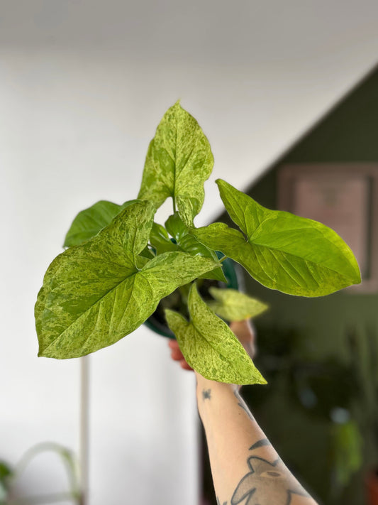 Singonio Mojito