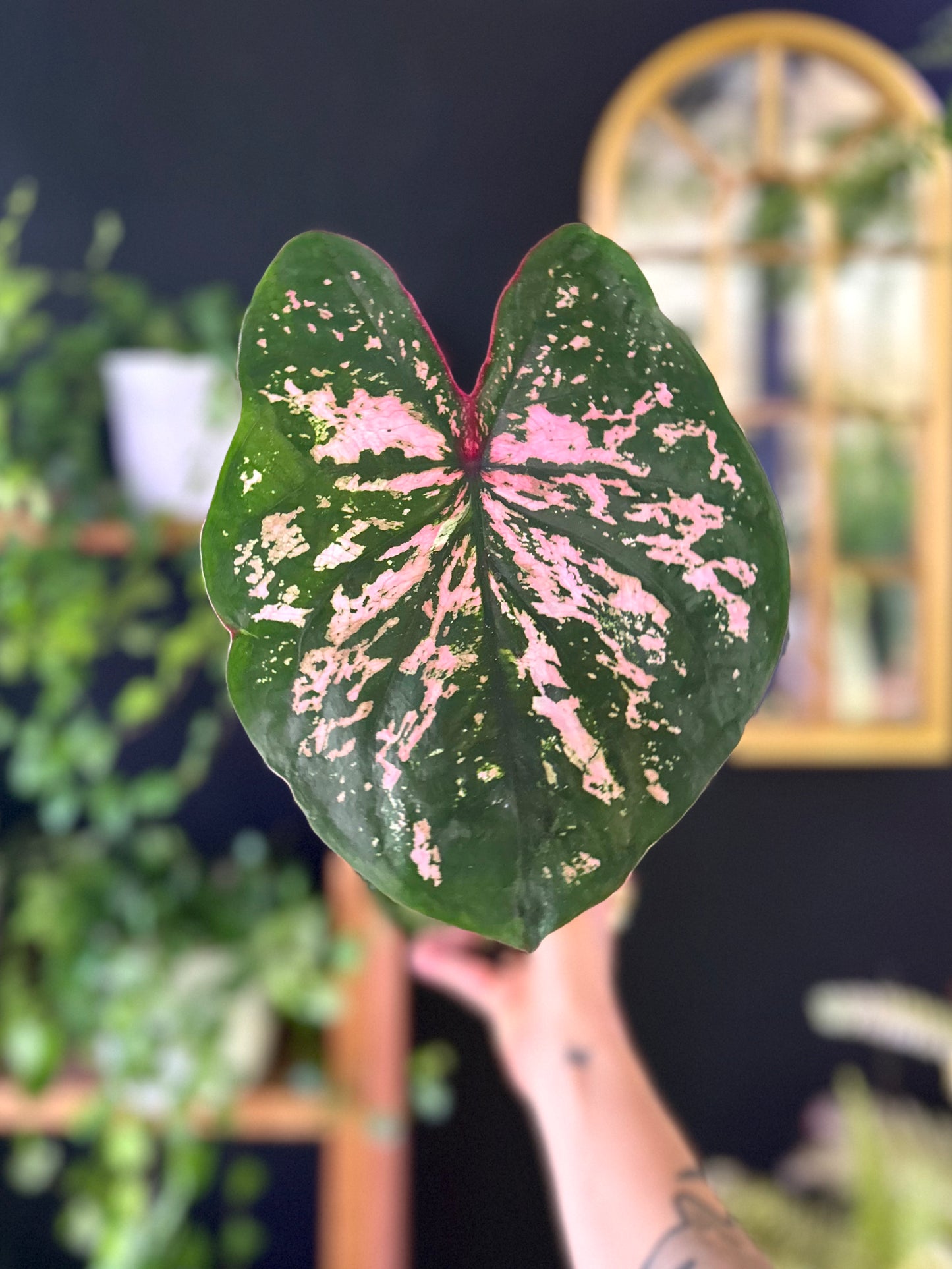 Caladium Pink Beauty