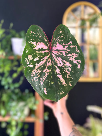 Caladium Pink Beauty