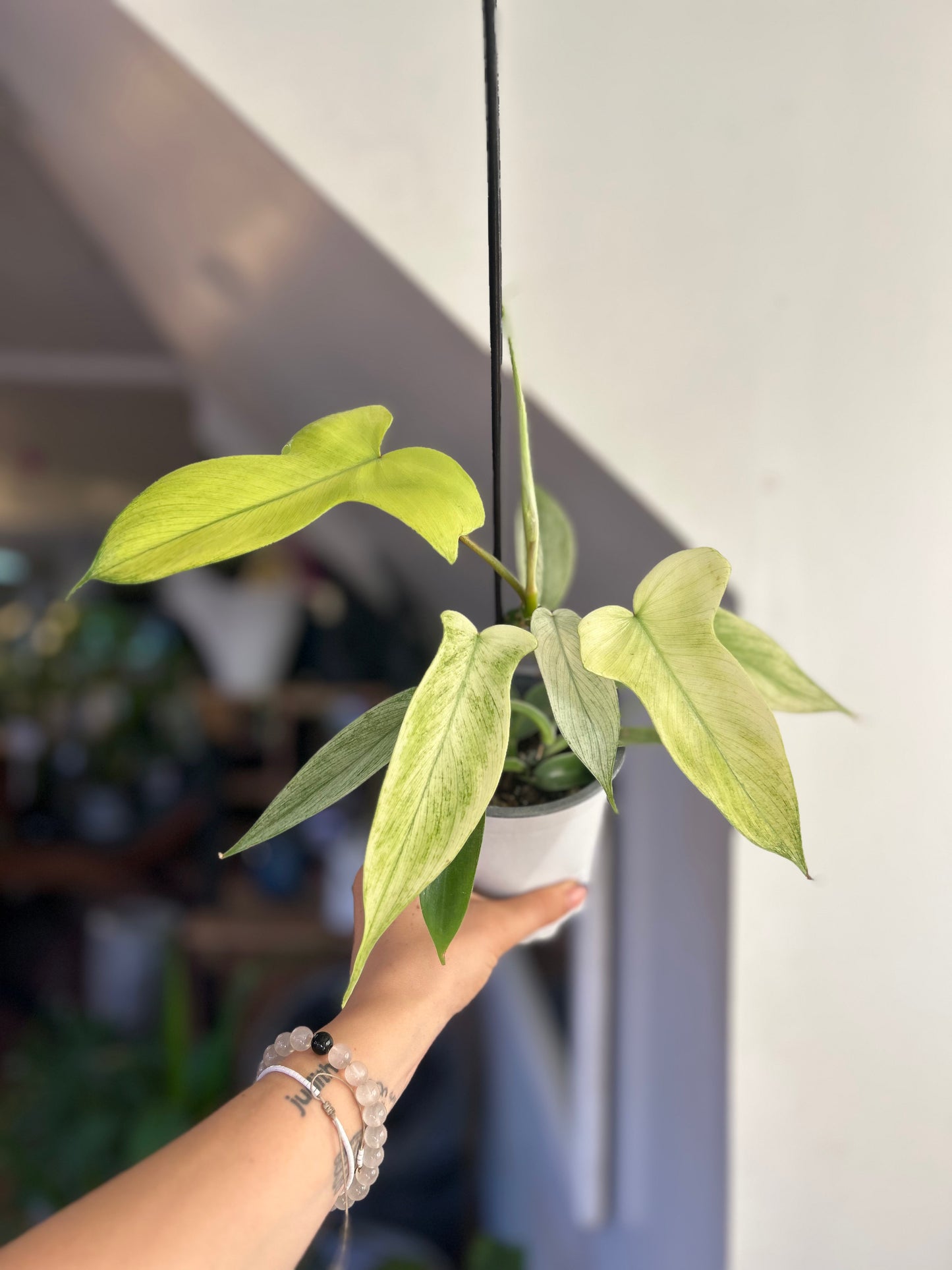 Filodendro Florida Ghost