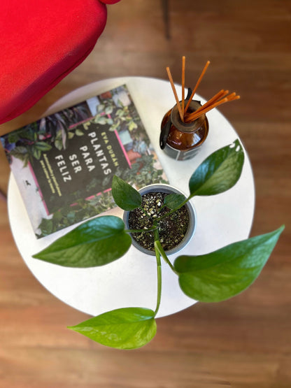 PotusJade o Epipremnum Aureum Jade