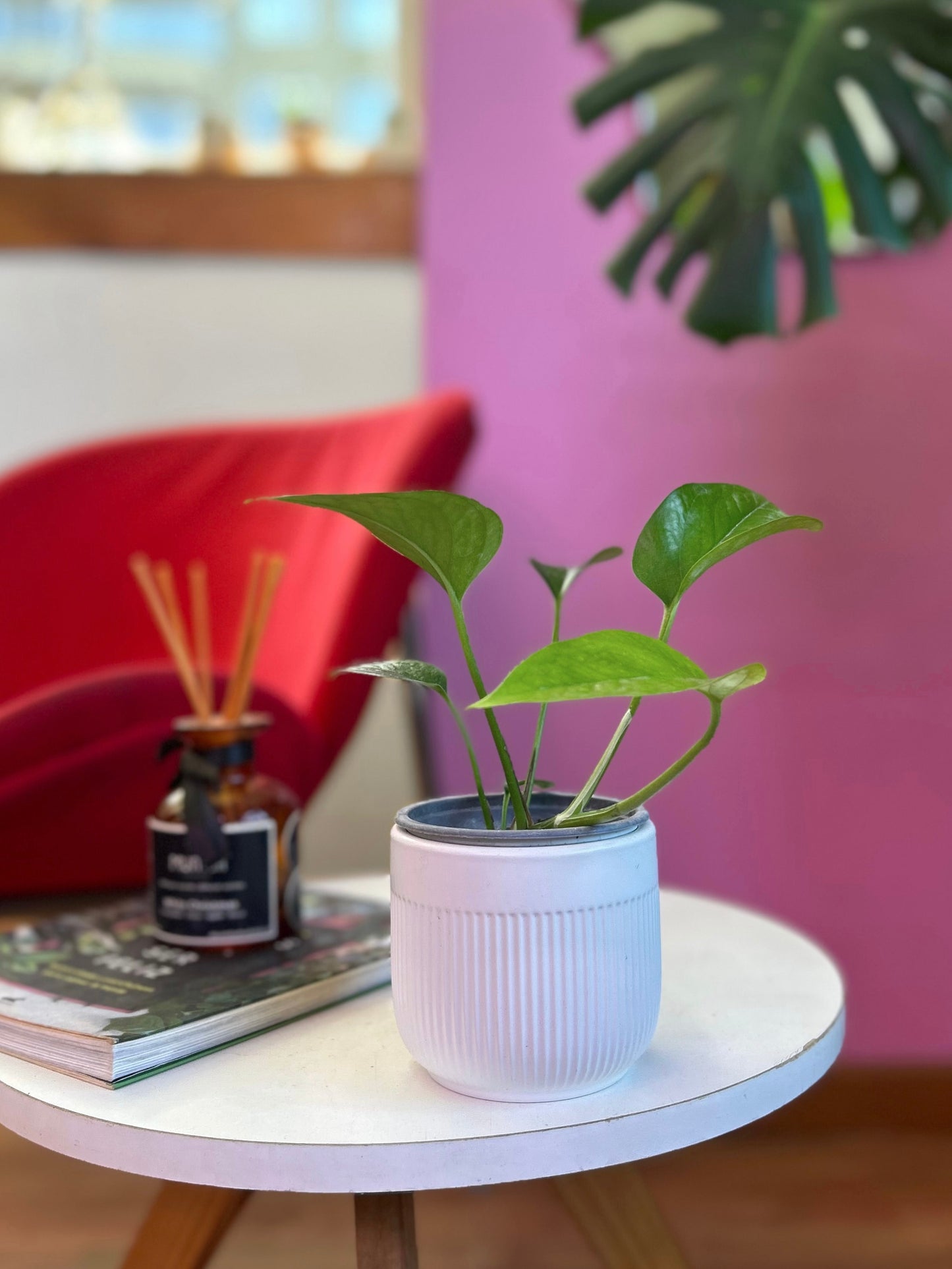 PotusJade o Epipremnum Aureum Jade