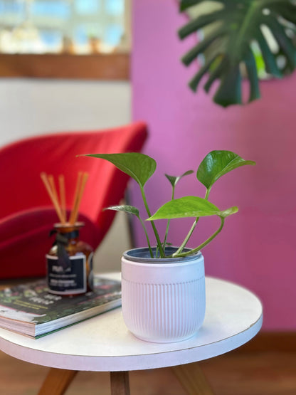 PotusJade o Epipremnum Aureum Jade