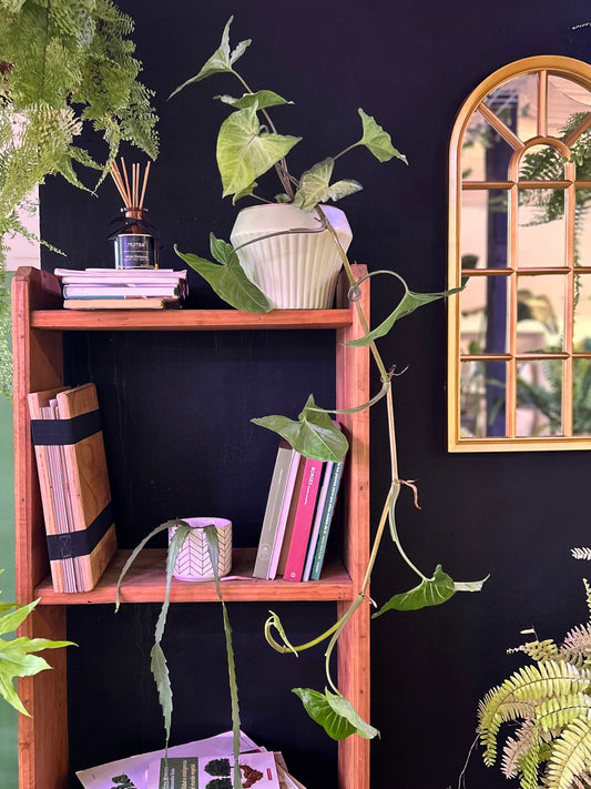 Singonio Podophyllum L