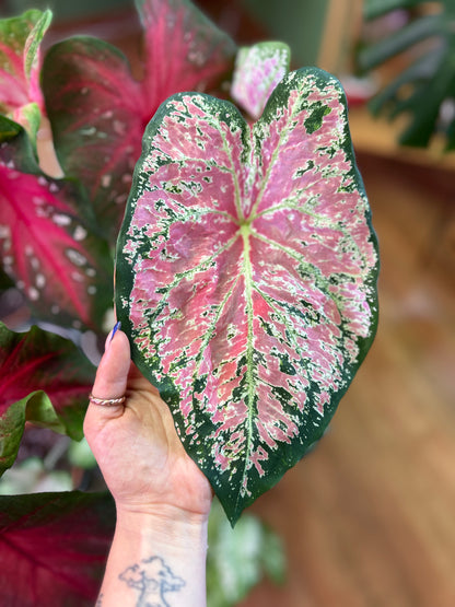 Caladium Ballet Slippers