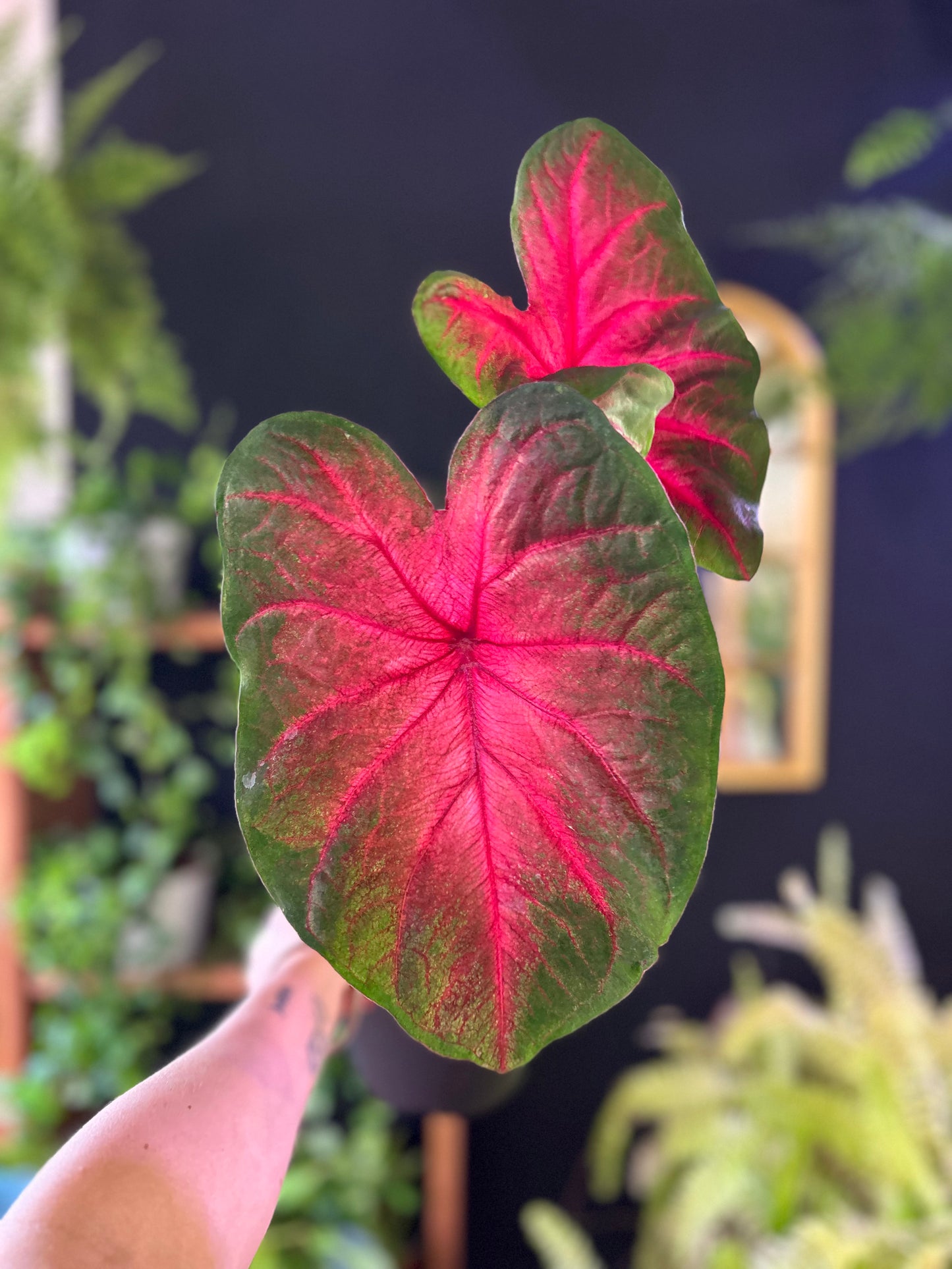 Caladium Postman Joyner