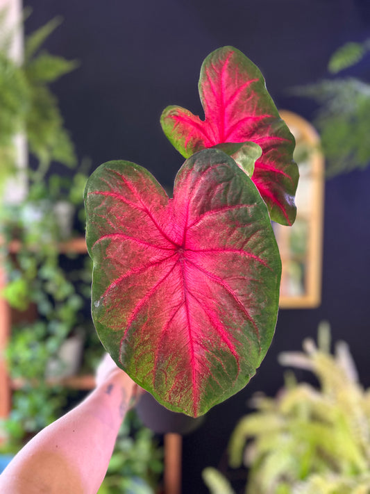 Caladium Postman Joyner