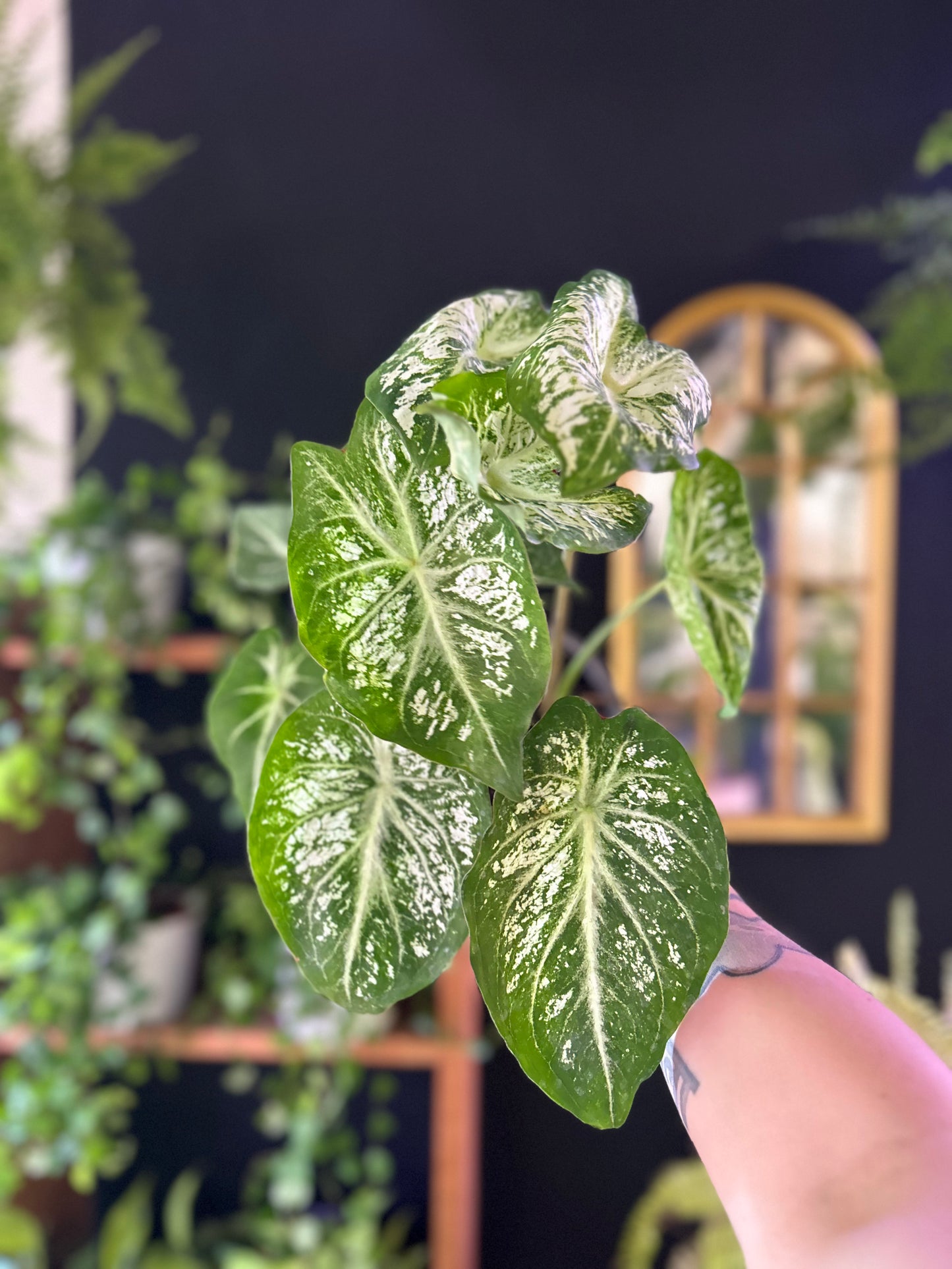 Caladium White Christmas