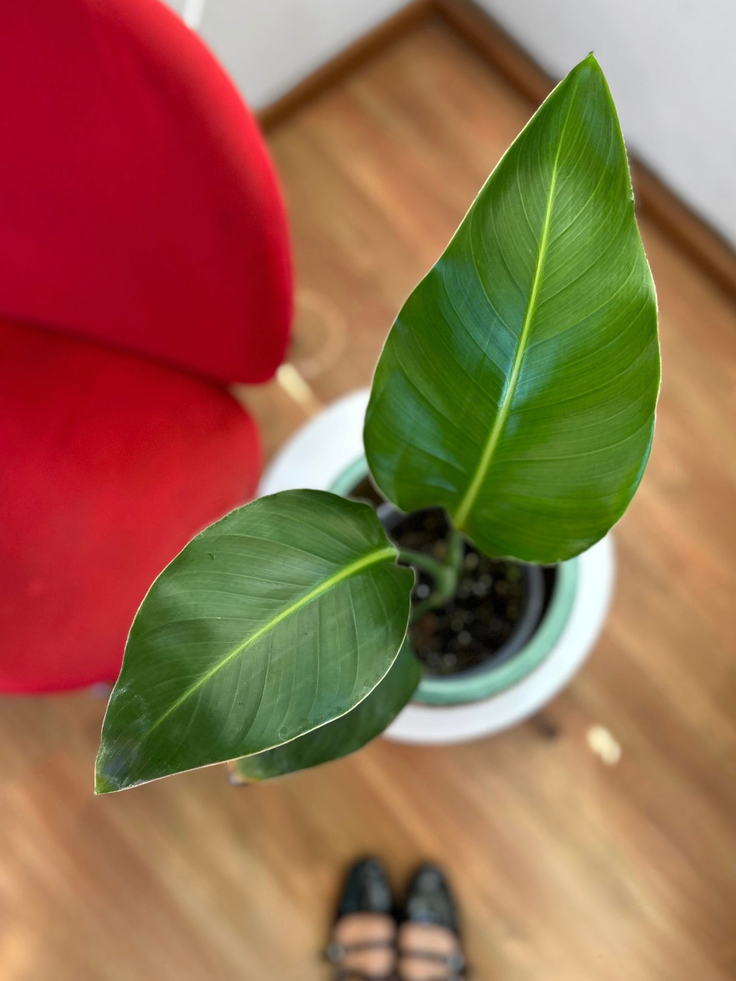 Strelitzia Nicolai - Ave Del Paraíso M