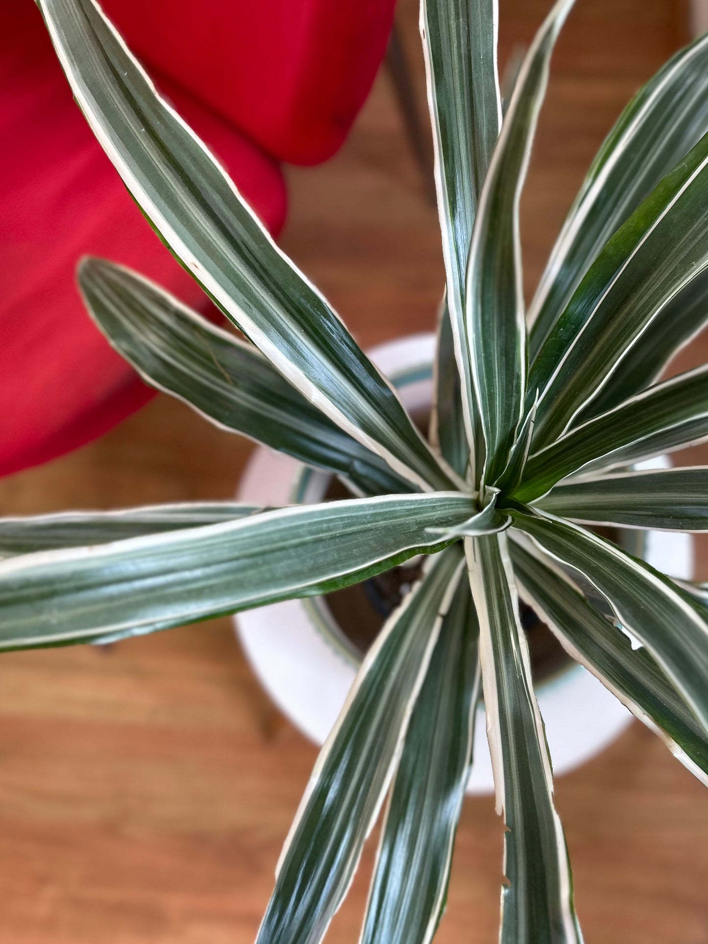 Dracaena Warneckii M