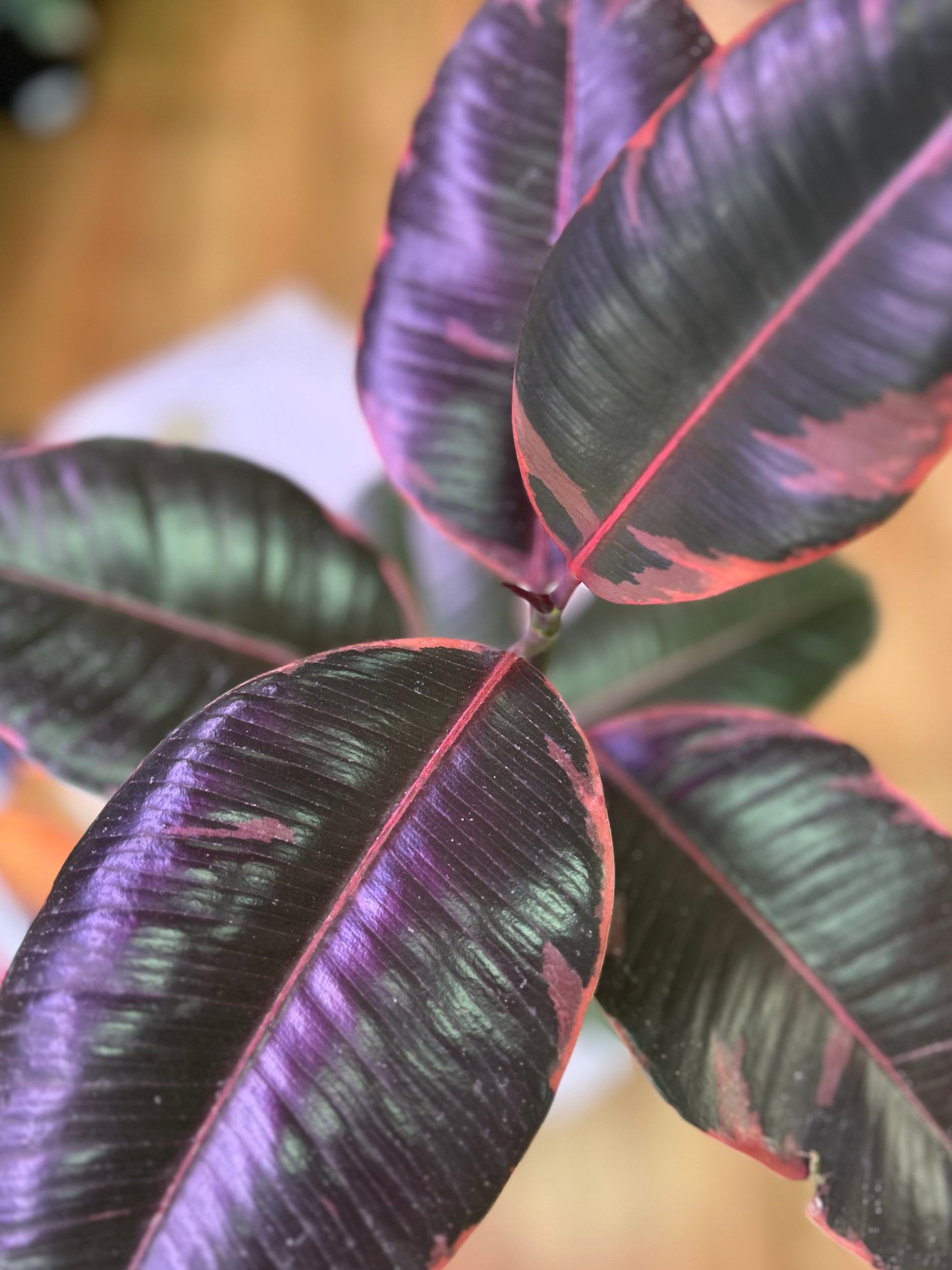 Gomero Ruby planta resistente con hojas variegadas en verde, rosado y rojo, ideal para interiores luminosos y decoración moderna