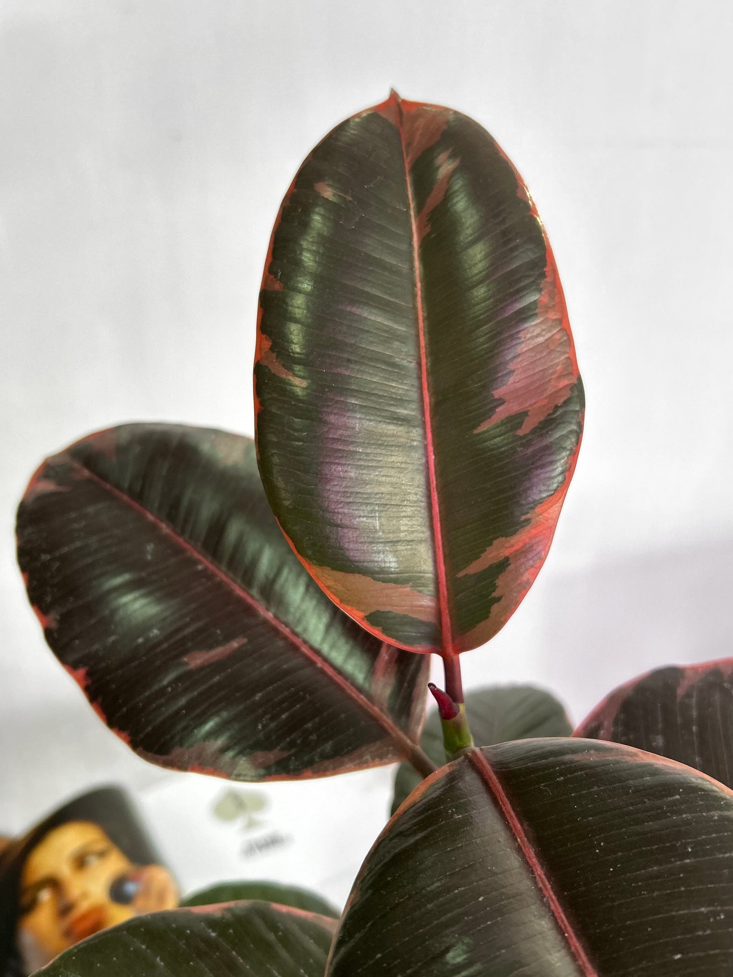 Gomero Ruby planta resistente con hojas variegadas en verde, rosado y rojo, ideal para interiores luminosos y decoración moderna