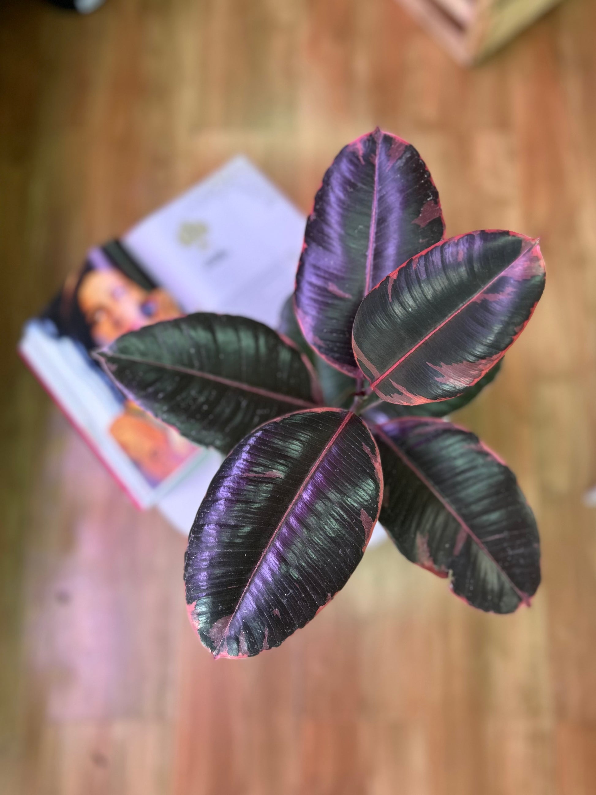 Gomero Ruby planta resistente con hojas variegadas en verde, rosado y rojo, ideal para interiores luminosos y decoración moderna