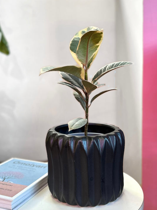 Gomero Tineke planta resistente con hojas variegadas en verde, crema y rosado, ideal para interiores luminosos y decoración moderna