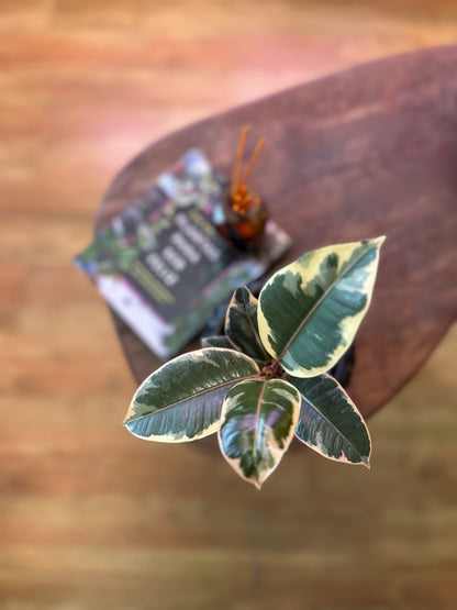 Gomero Tineke planta resistente con hojas variegadas en verde, crema y rosado, ideal para interiores luminosos y decoración moderna