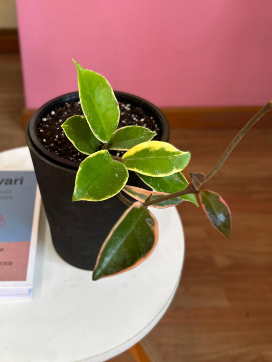 Hoya Krimson Queen planta colgante exótica con variegación blanca y rosada, ideal para interiores luminosos. Flor de cera