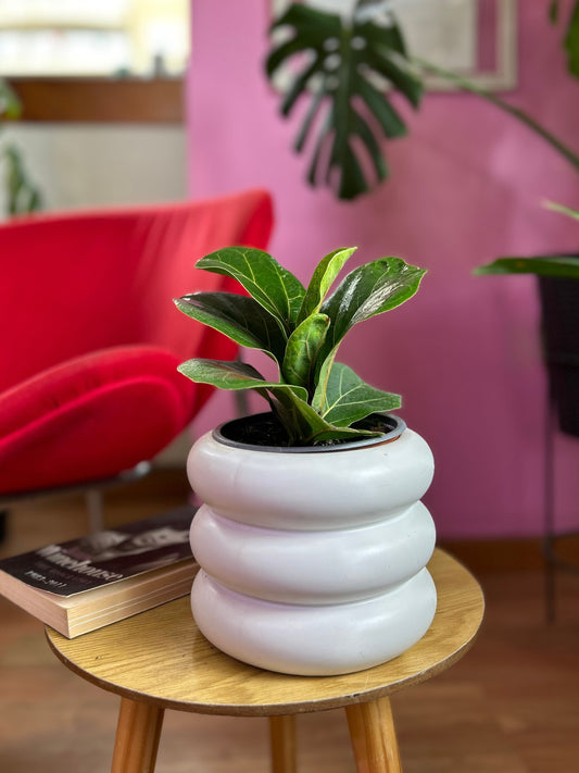 Ficus Lyrata Bambino