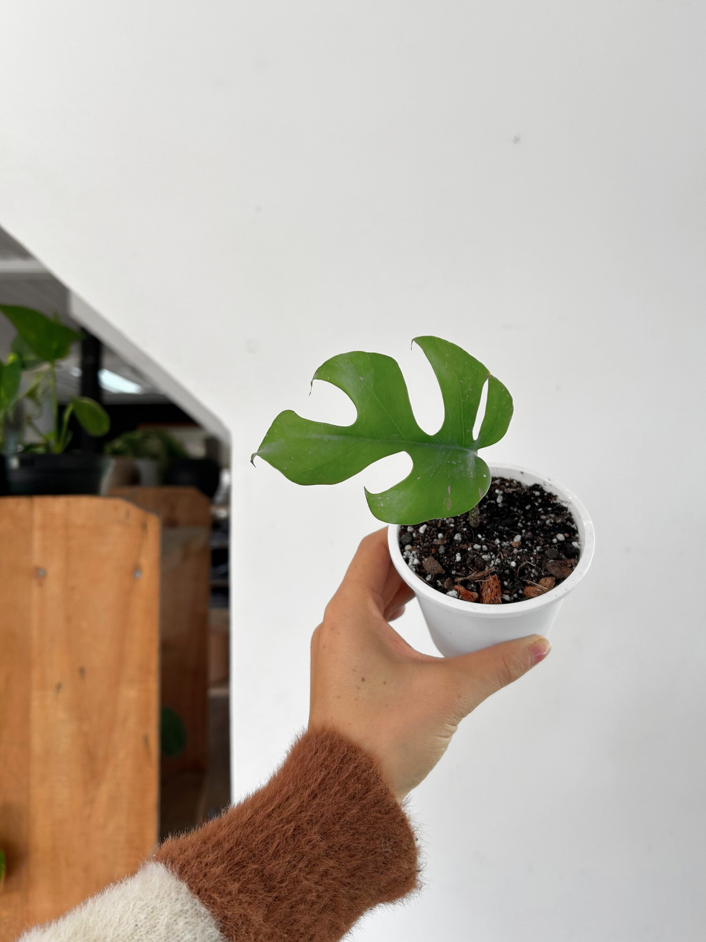 Plantín Raphidophora Tetrasperma