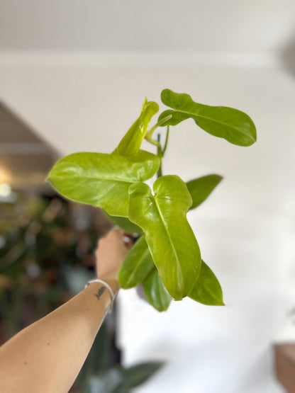 Filodendro Bipennifolium Aurea