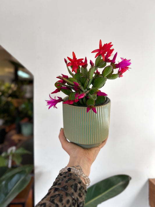 Cactus Schlumbergera o Pata de Jaiba