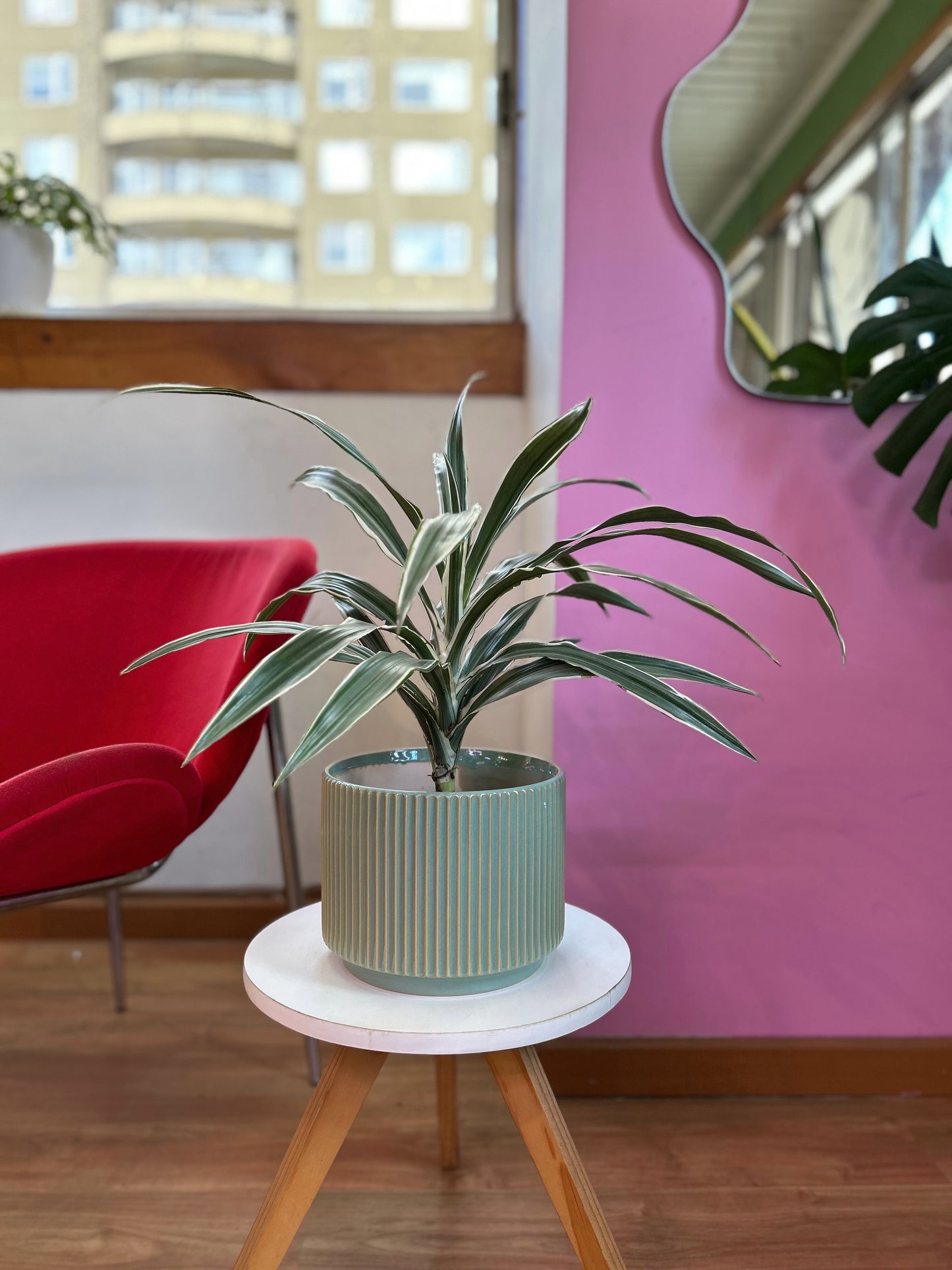 Dracaena Warneckii M