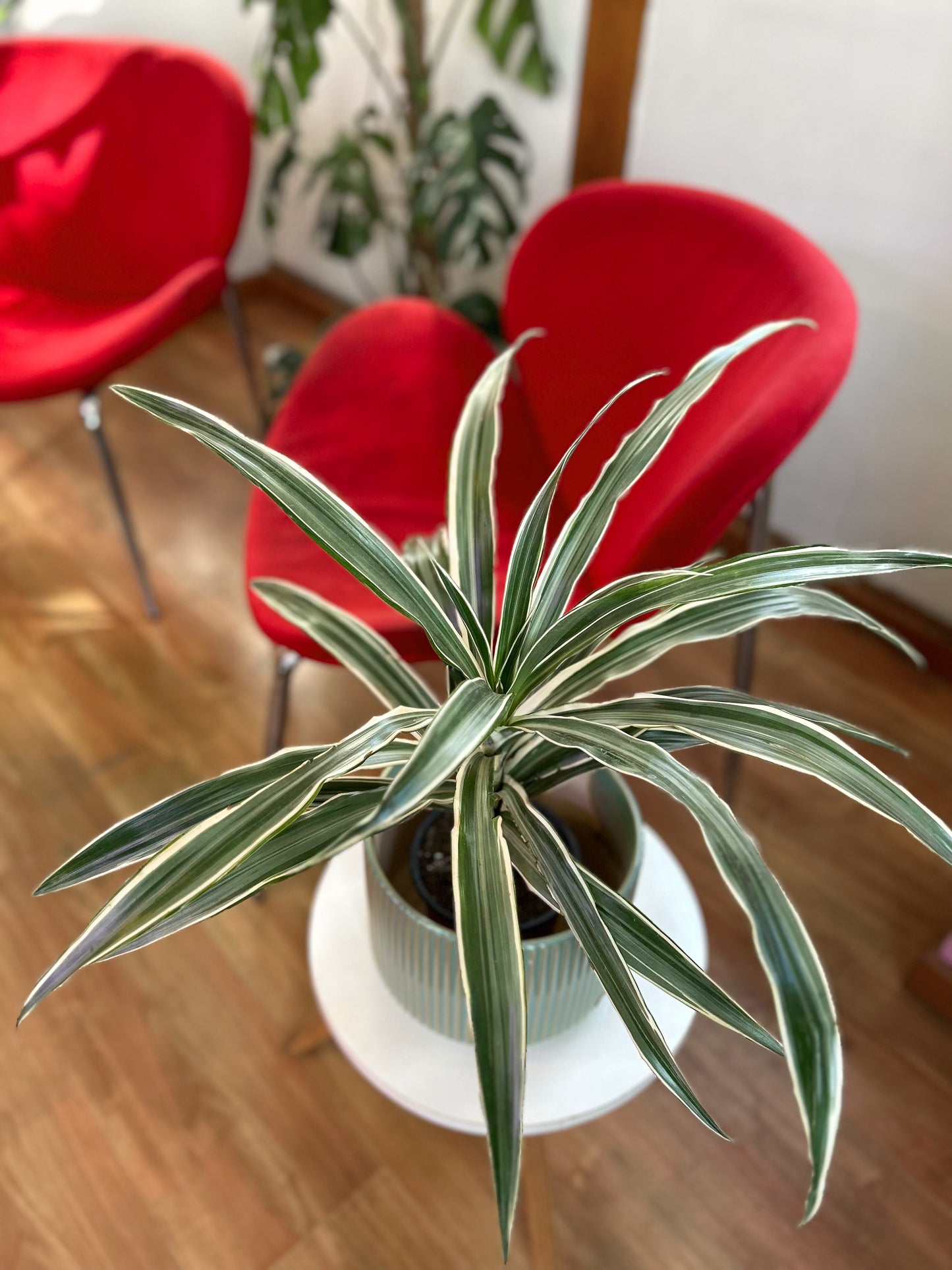 Dracaena Warneckii M