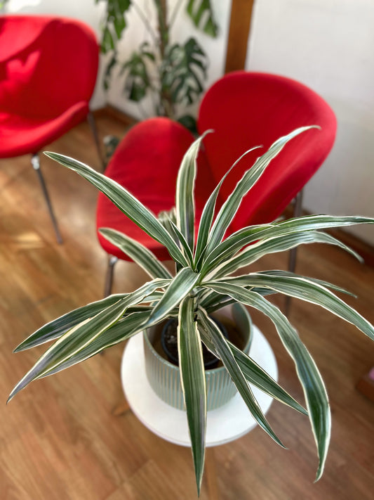 Dracaena Warneckii M