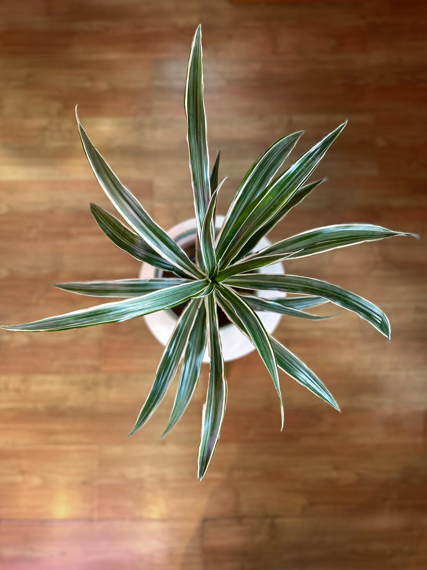 Dracaena Warneckii M