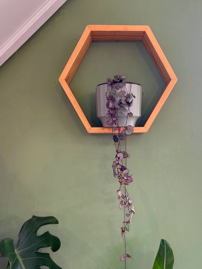 Ceropegia Woodii - Collar De Corazones
