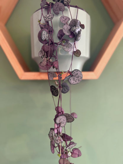 Ceropegia Woodii - Collar De Corazones